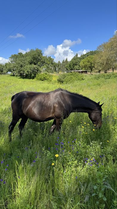 Egua puro sangue lusitana