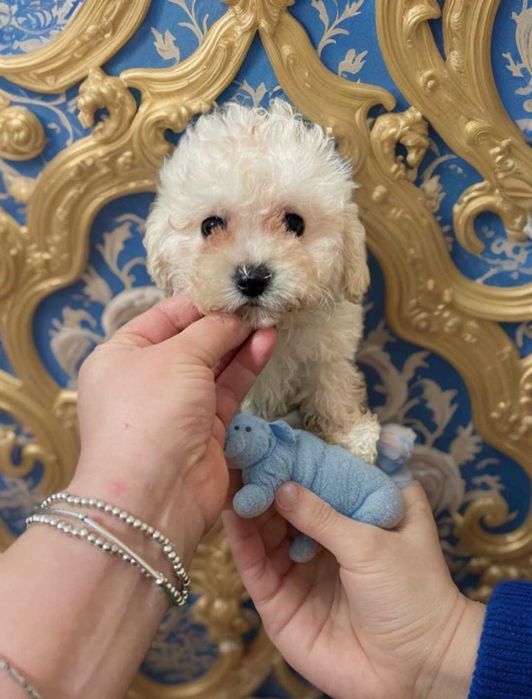 Малышка мини мальтипу.