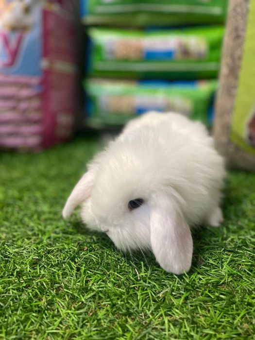 Coelhos anões - KIT DISPONIVEL LOJA