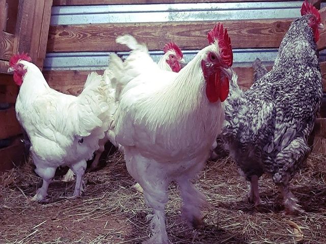 Інкубаційне яйце та курчата.Малин (Мехеленська зозуля):смугастий,білий