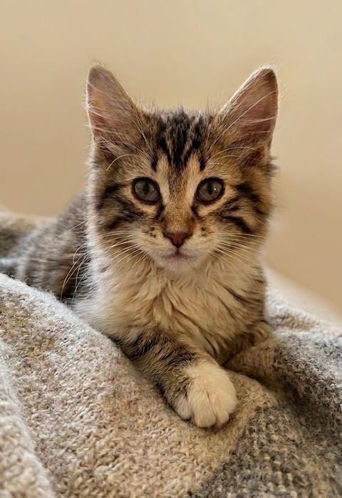 Кошеня шукає дім.