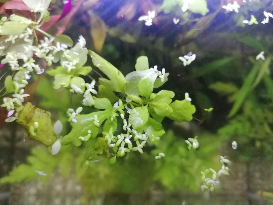 Paproć wodna (in. Ceratopteris cornuta, paprotnica) + GRATIS, Białystok, Centrum/Bojary