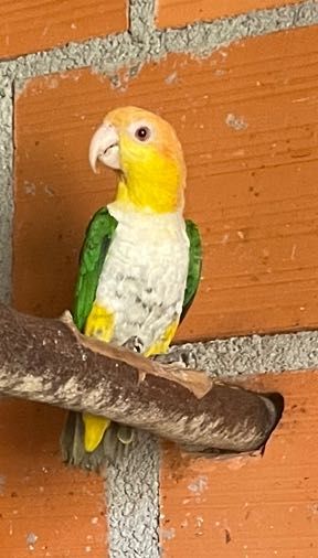 Marianinhas cabeça canela