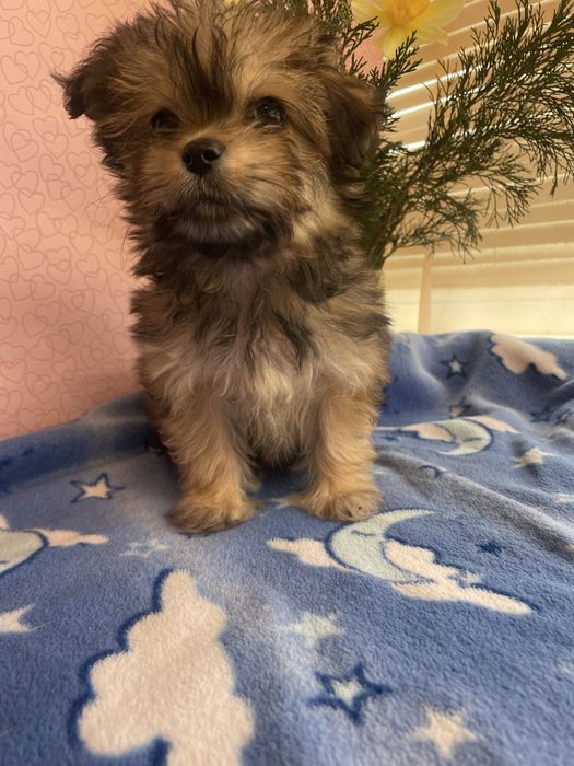 Щенки йркипу ,мальчик и девочка )