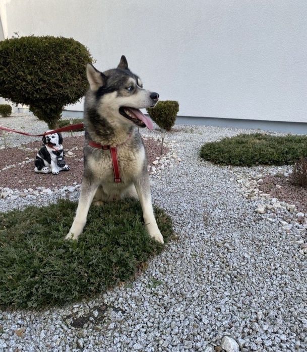 Husky Syberyjski