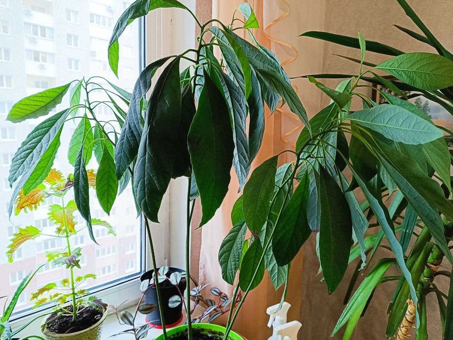 Продам авокадо з 5 та 4 дерев в одному горщику.