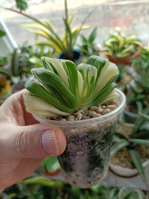 Хавортія трункати варієгатні Лайм