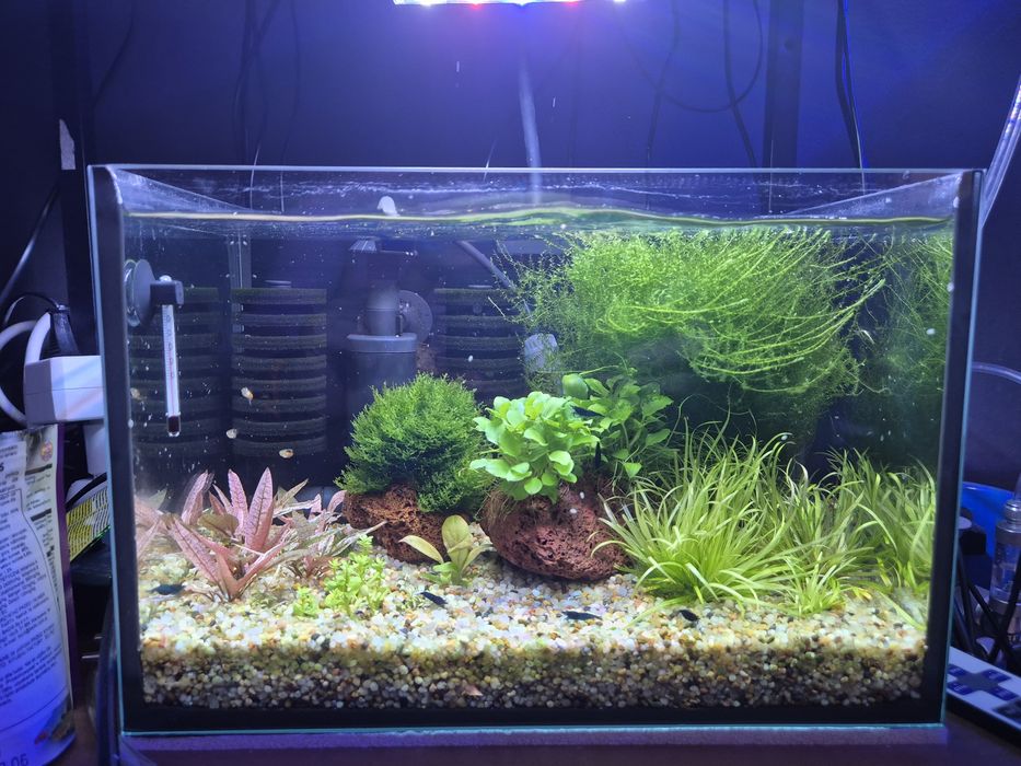 Krewetkarium 30x20x20cm z życiem i osprzętem małe akwarium
