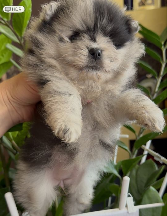 Цуценята породи померанського шпиця