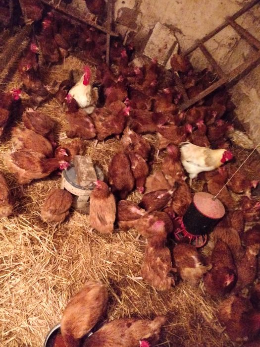 Sprzedam kury nioski