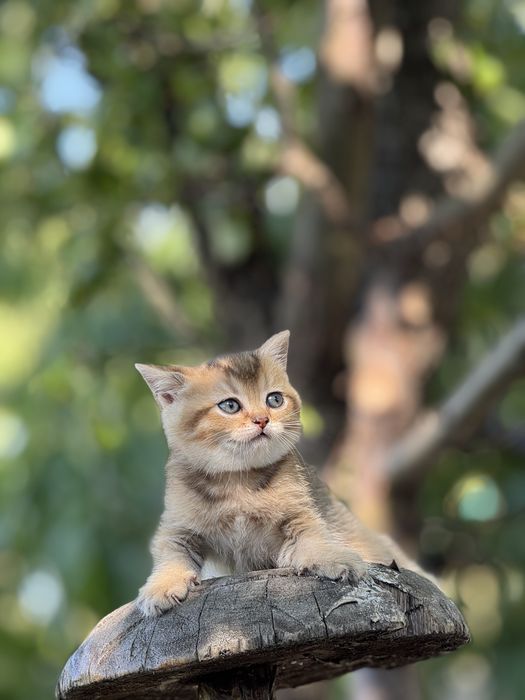 Шикарний породний хлопчик