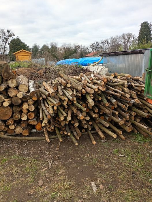 Gałęziówka liściasta