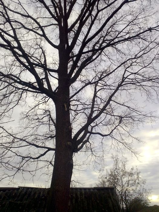 Дуб на дерево,дрова