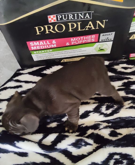 Bulldog Francês Chocolate