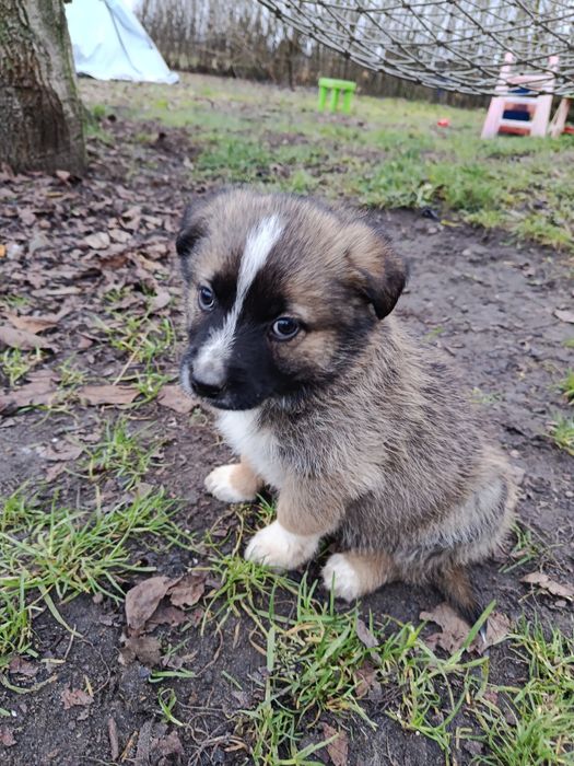 Oddam suczkę owczarek mix