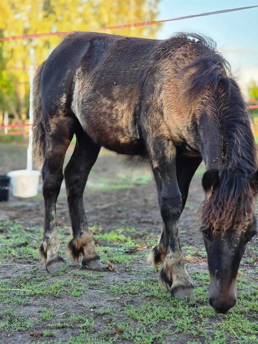 Sprzedam ogierka GRINGO mix kuc szetlandzki  / Irish Cob /Tinker