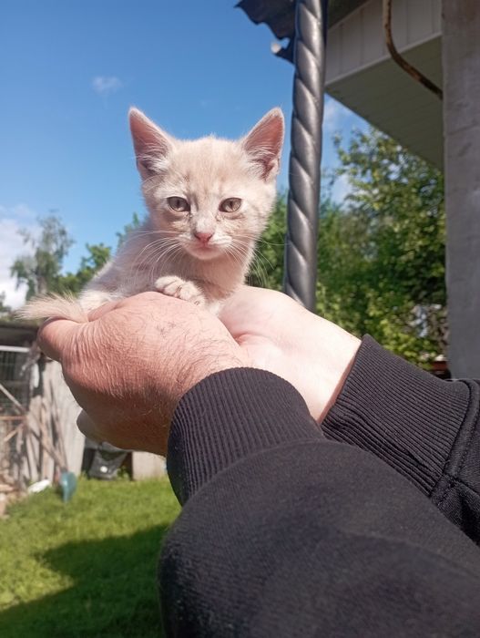 Котята в добрі руки