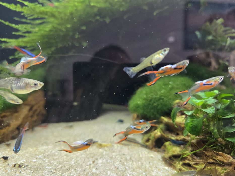 Gupiki Endlera rybki