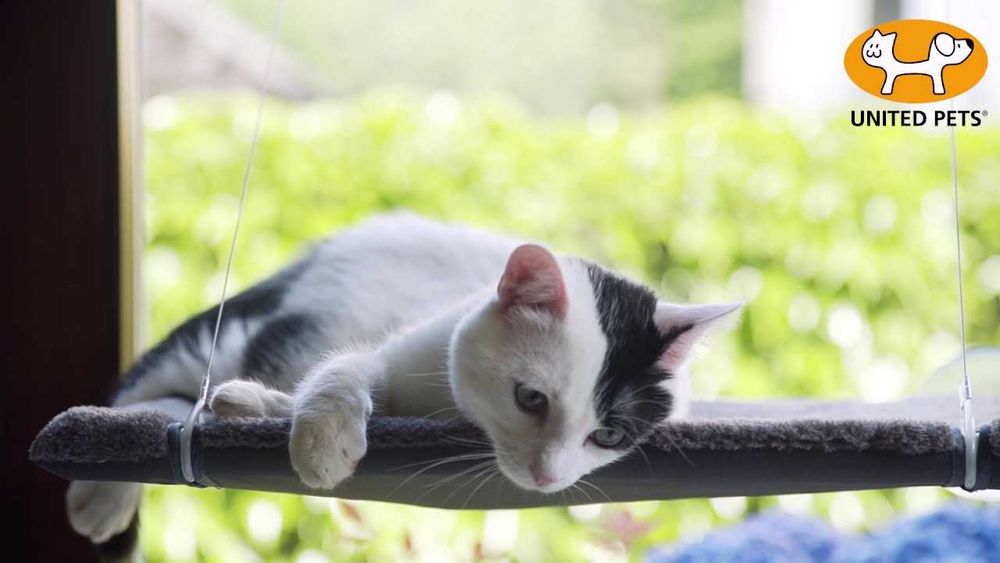 NOVO - Cama Janela com ventosas para Gato CAT VIEW