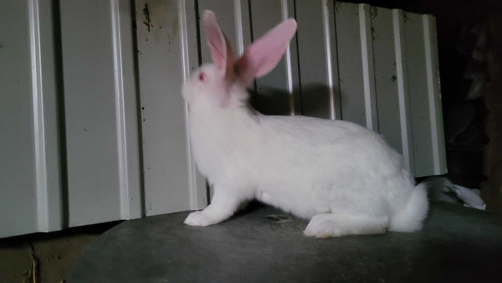Продам кролі білий панон
