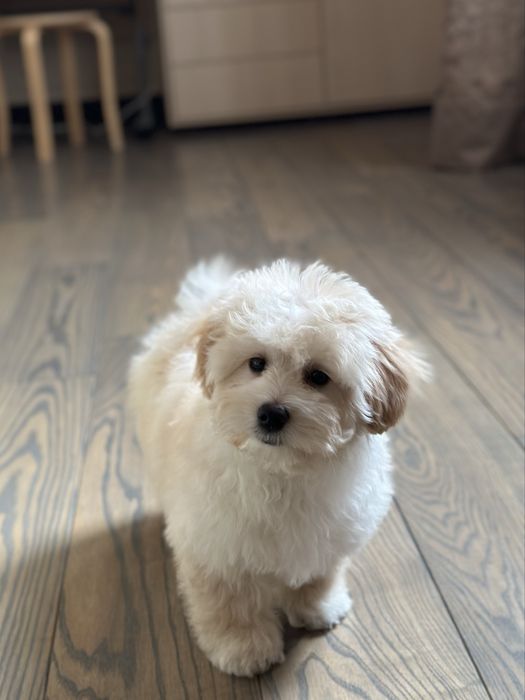 Мальтипу ф1 мини  3 месяца Кремового окраса (слоновая кость)