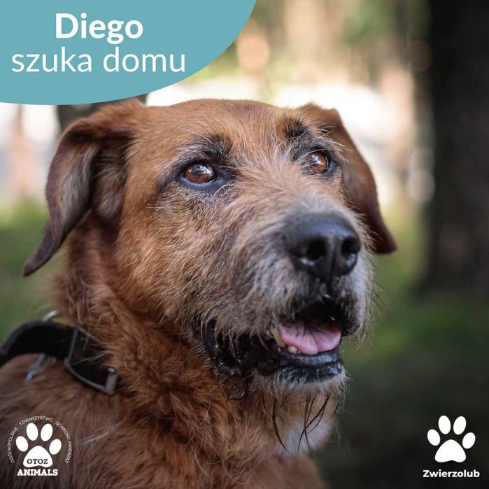 Łagodny, spokojny Diego szuka domu!