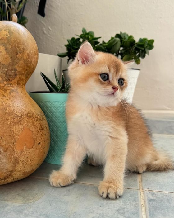 Британський котик bri nу 11 золота шиншила