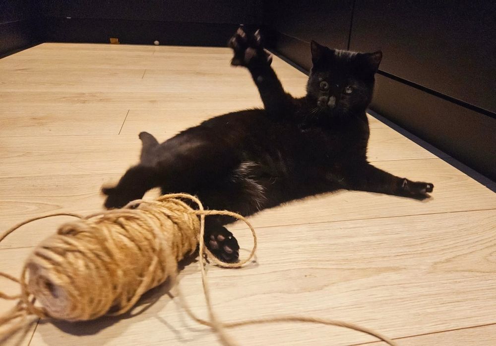 Choć niedowidzący Mambo miał pecha, to przynosi szczęście.