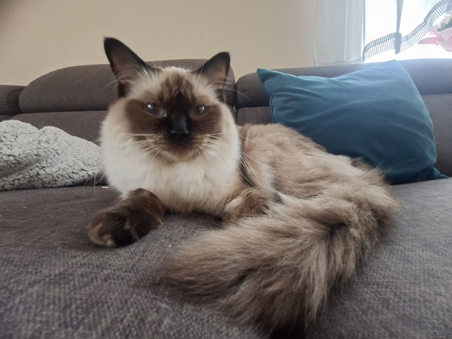 Kotka Ragdoll Seal Colorpoint