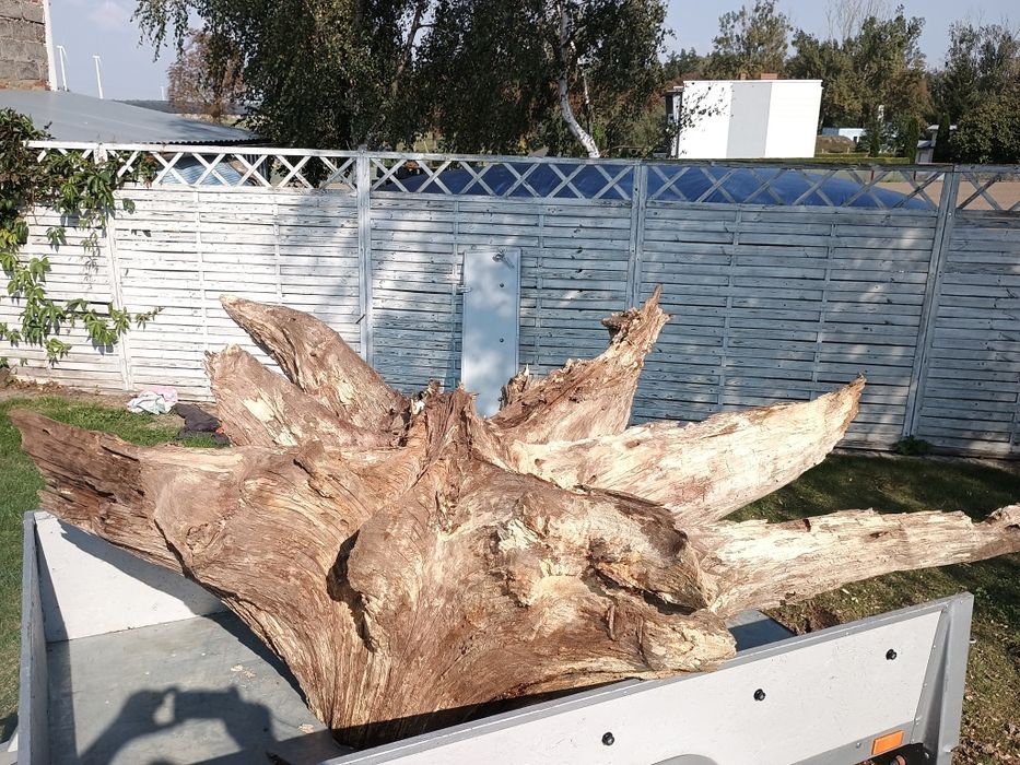 Sprzedam korzeń dębowy ozdobny
