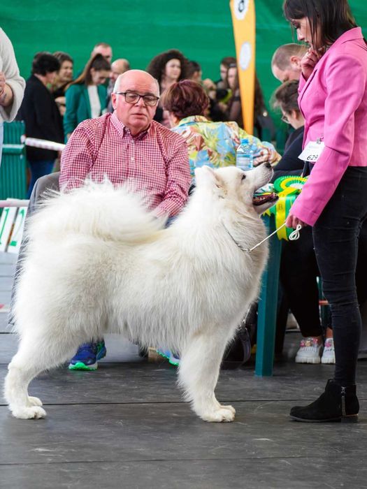 Samoyed pies Zkwp
