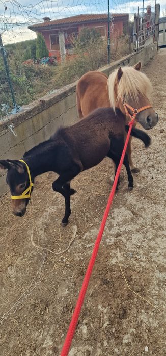 Pónei parida com um machinho
