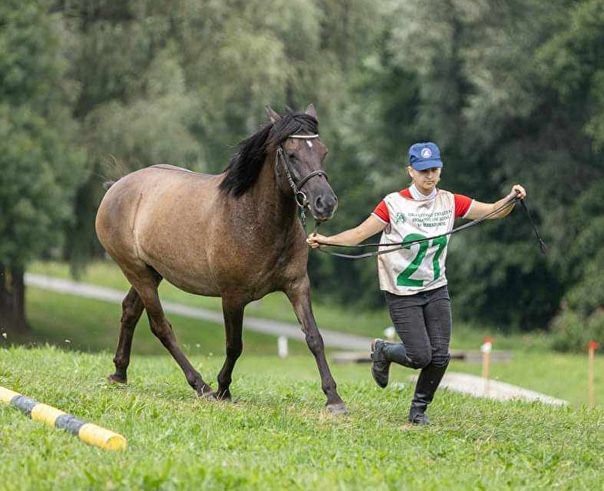 Klacz dla doswoadczonego przyszłościowa do 100cm