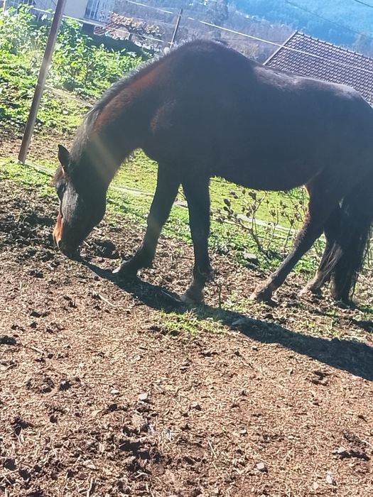 Cavalo Macho de 5 anos da raça Garrano