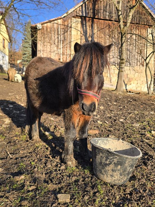 Kucyk klacz klaczka okazja