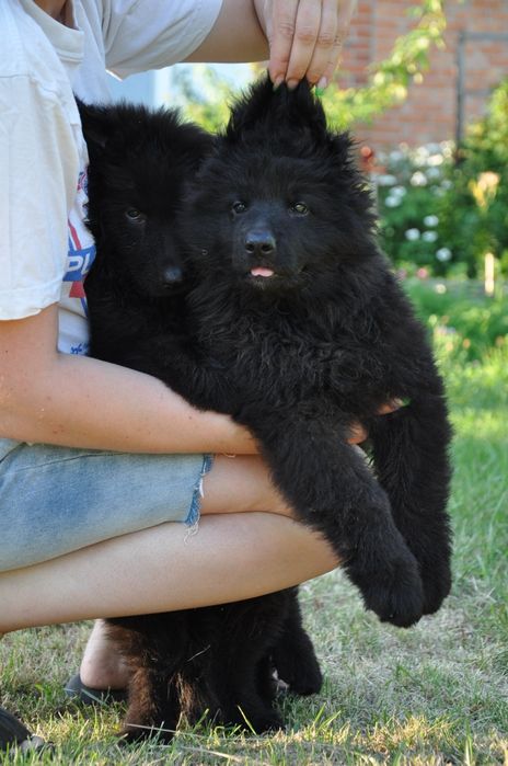 Чорна німецька вівчарка хлопчики та дівчинка