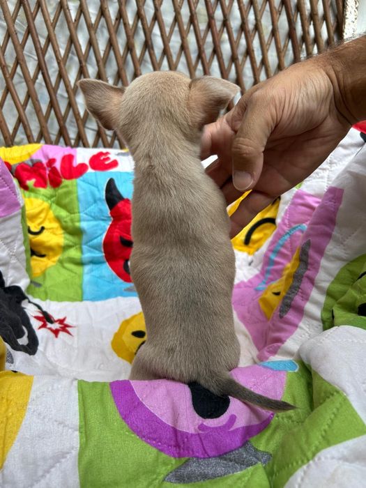 Menino Fawn Pelo Curto