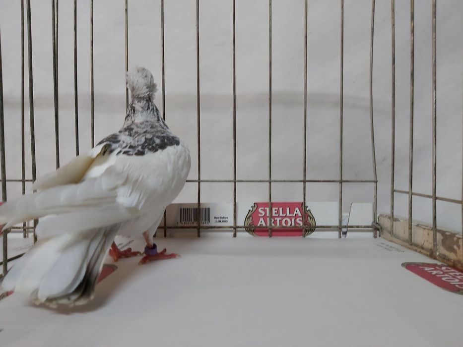 Gołębie Jasne Perłowe