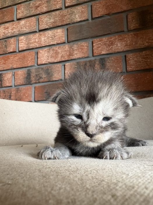 Kocurek Oreo Maine coon