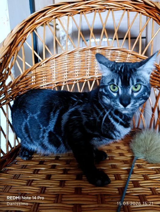 Бенгальский кот серебро чаркоал 1,5 года