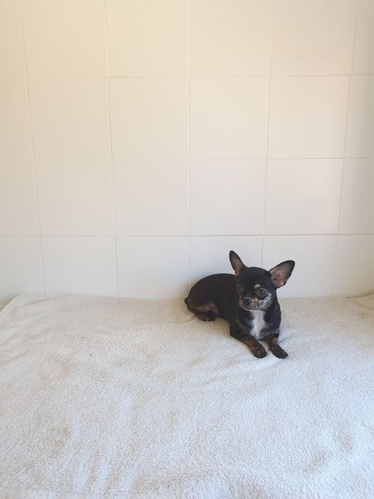 Chihuahua Menina