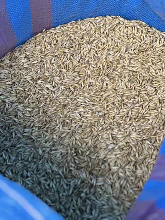 Sprzedam łubin wąskolistny karo nieczyszczony