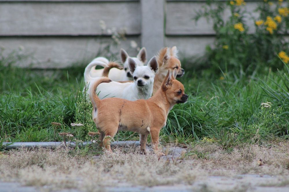 Chihuahua FCI rudy chłopczyk z czarną maską