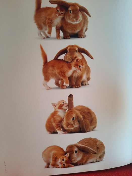 A CAT'' S LIFE edicao de soberbas fotografias  by Jane Burton