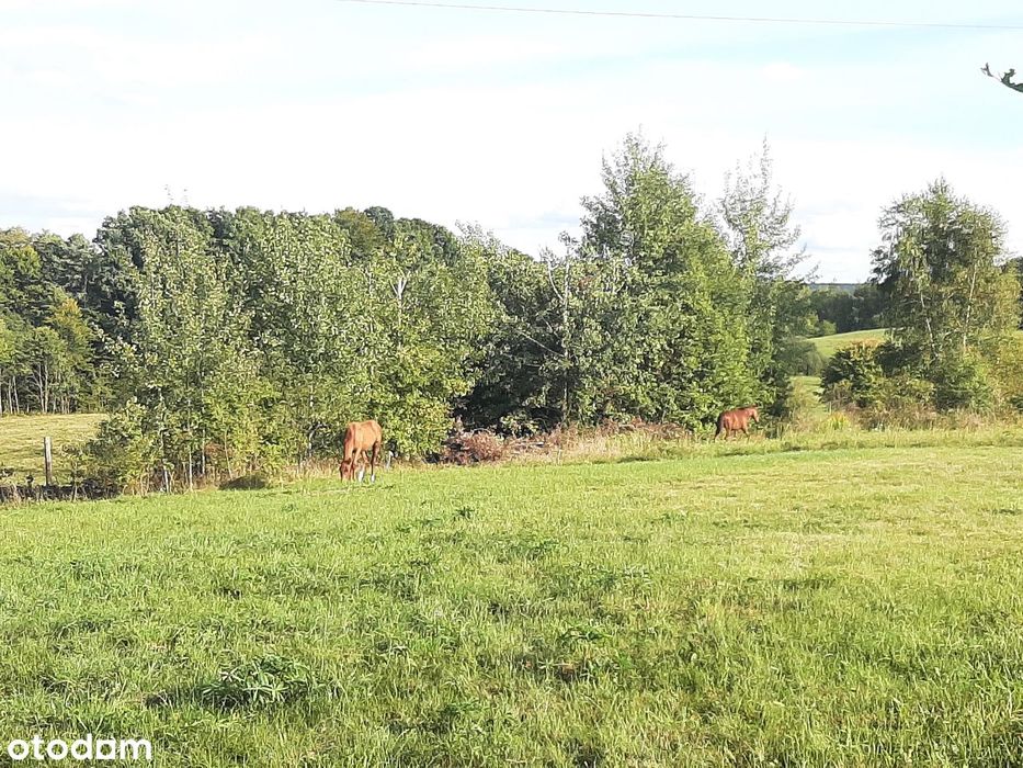 Bukwałd, działka budowlana 1101m bez/z domkiem holenderskim 27m2