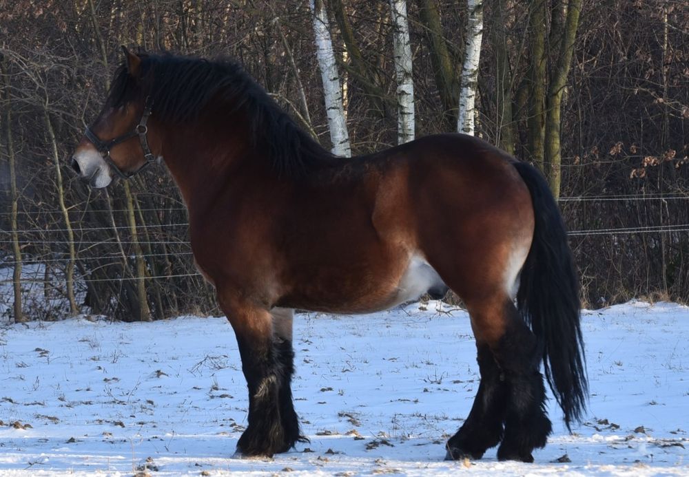 Ogier zimnokrwisty Carmel Z