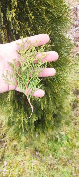 Живці туї Смарагд (свіжий зріз зі свого саду)