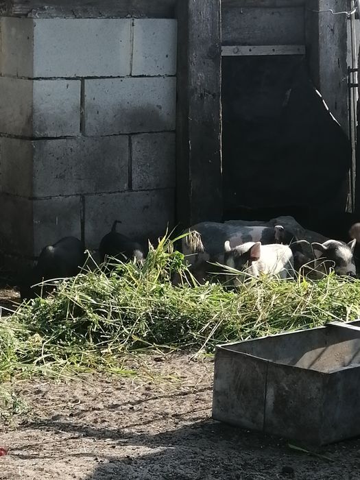 Продам молодого 3-4 месячный вьетнамских поросят