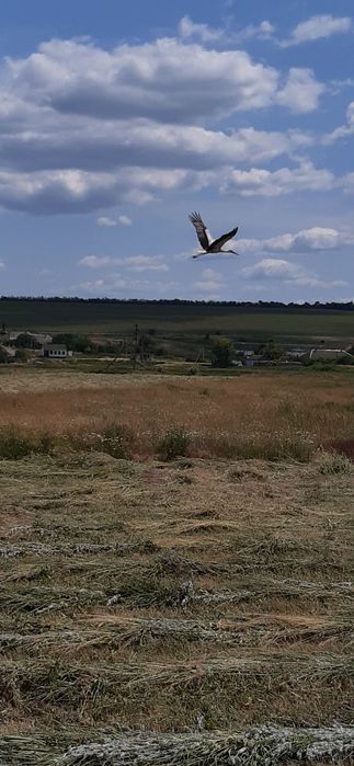 Сено луговое разнотравье, солома
