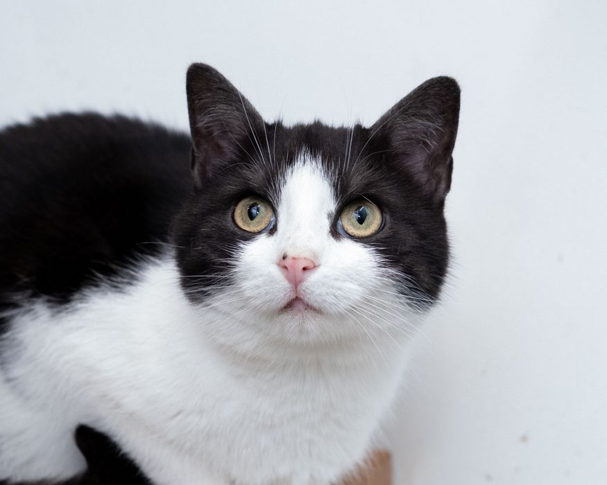 Velma - czekoladowo-biała kotka, której FIV odbiera  marzenia o domu